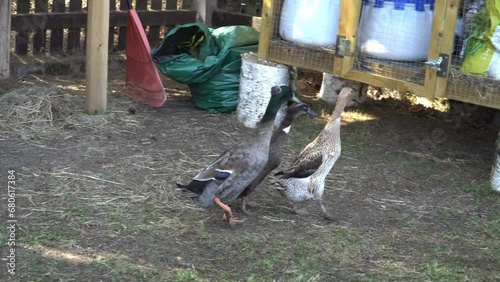 View of Indian Runner ducks in a home yard. It's a great way to naturally control the spread of invasive Spanish slugs. They are a breed of Anas platyrhynchos domesticus, known as domestic ducks. photo