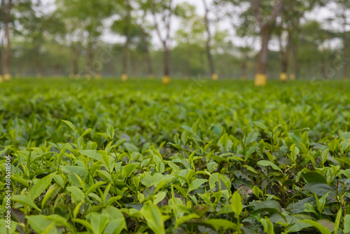 Green tea bud and fresh leaves. Tea plantations in Dalgaon Tea Garden, West Bengal India