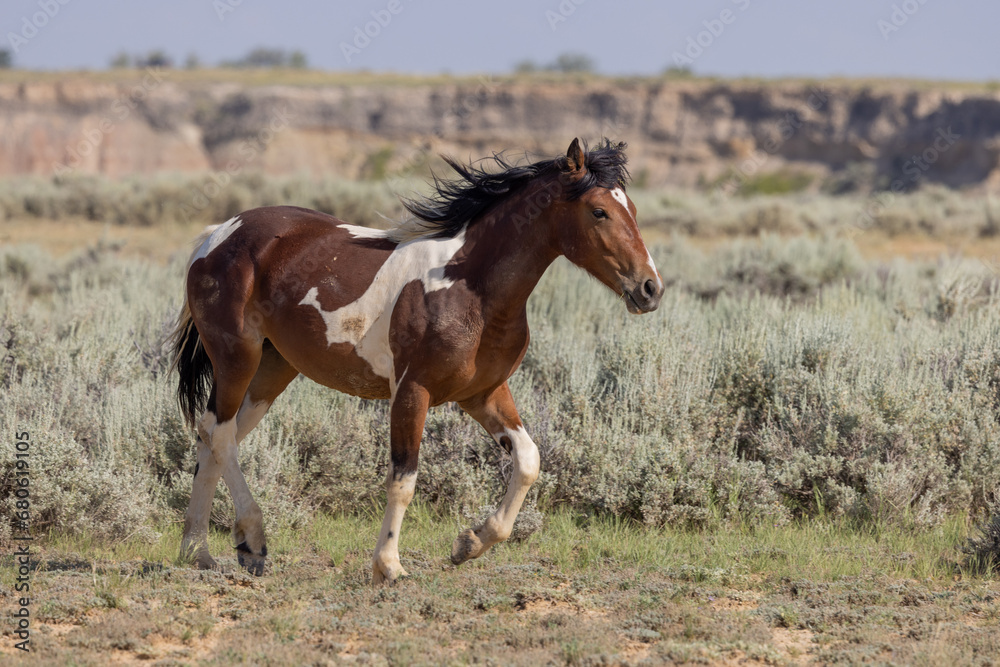 Wild Horse in the McCullough Peaks HMA Wyoming in Summer Wild Horse in the McCullough Peaks HMA Wyoming in Summer