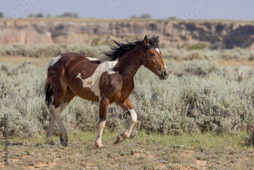 Wild Horse in the McCullough Peaks HMA Wyoming in Summer