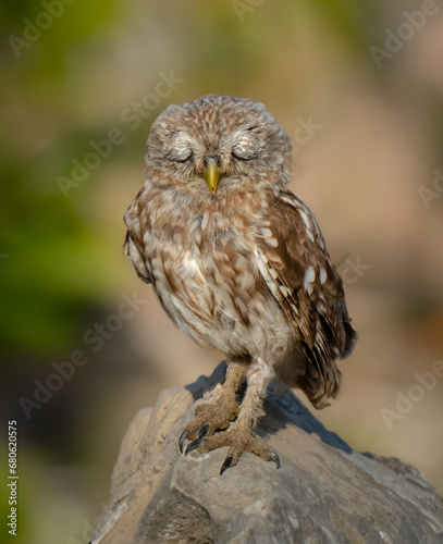 A Serene Encounter: A Little Owl Perched Gracefully on a Weathered Rock
