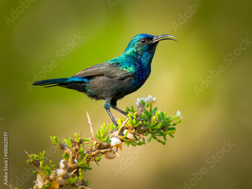 A Majestic Palestine sunbird  Bird Perched on a Majestic Tree Branch