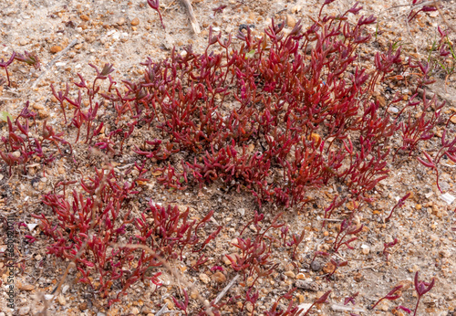 Сommon glasswort, glasswort (Salicornia europaea), Salt tolerant plants on cracked earth photo