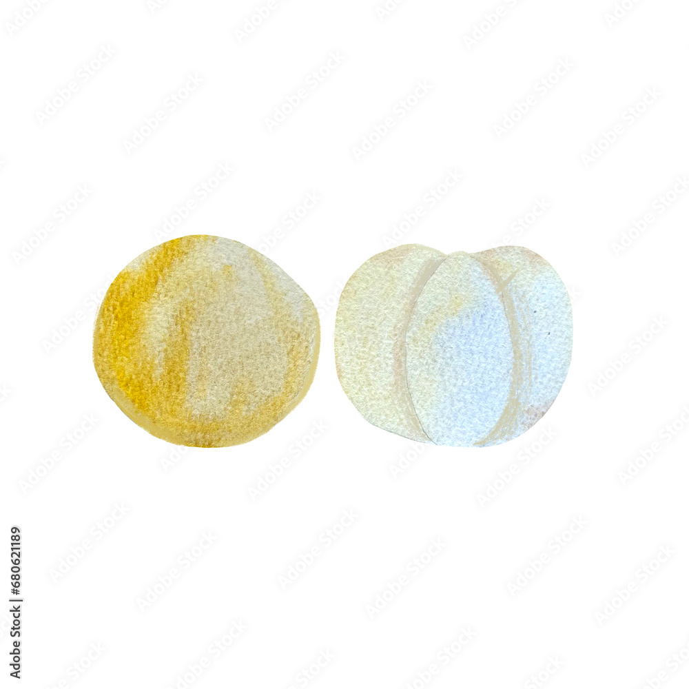 exotic fruit longkong hand drawn in watercolor, isolated picture of fruit. Drawing of a healthy vegetarian food product. exotic fruit longkong hand drawn in watercolor, isolated picture of fruit. Drawing of a healthy vegetarian food product.