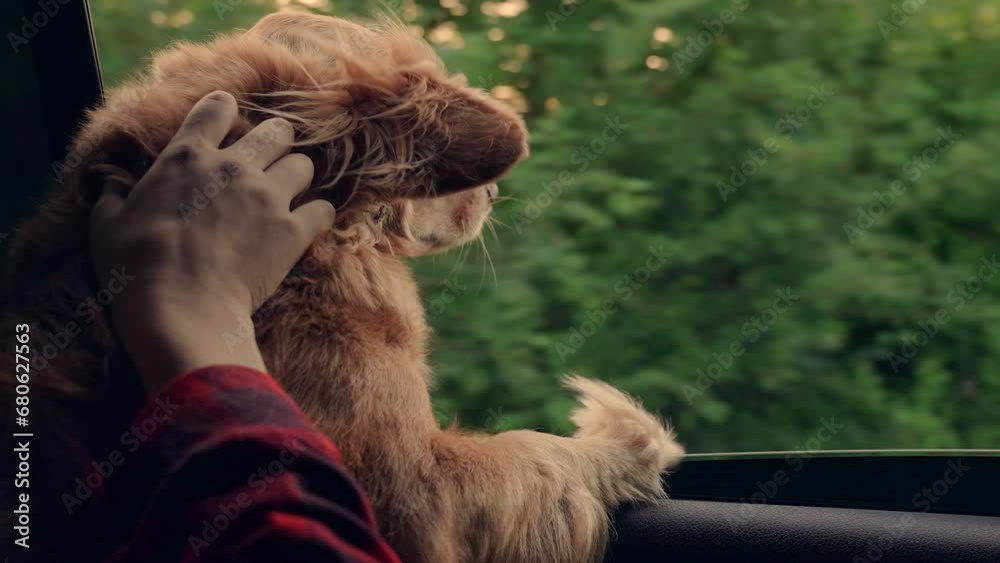 Man petting his dog with his hand, Dog blows by wind from open car window during trip. Dog look