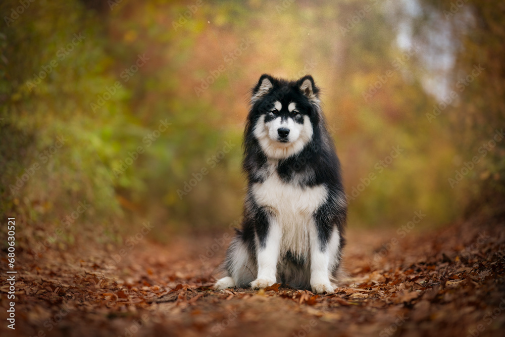alaskan malamute dog portrait in autumn time