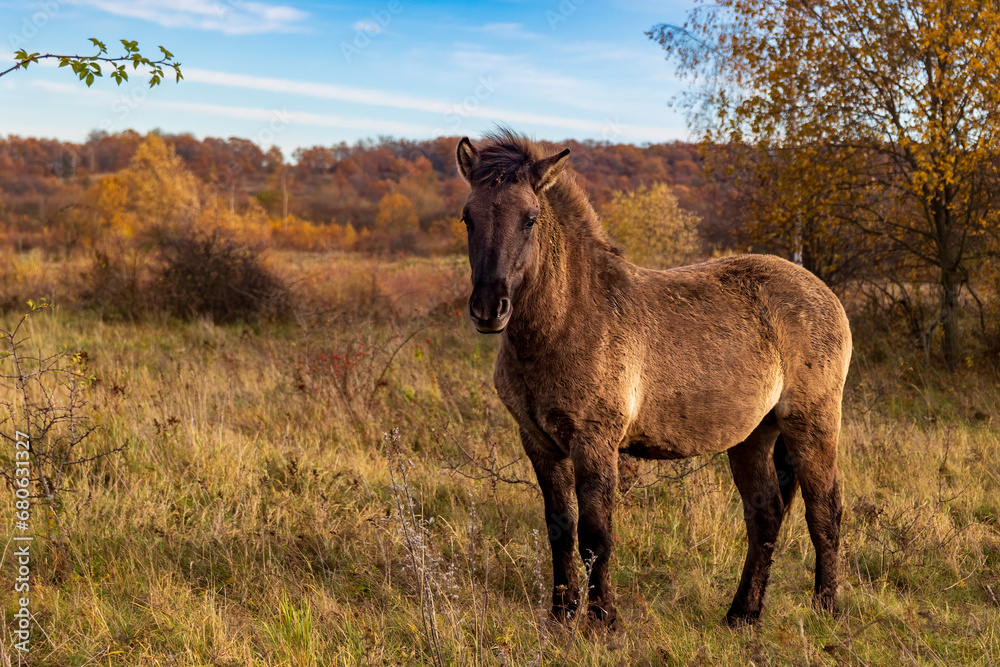 Konik in herbstlicher Landschaft Konik in herbstlicher Landschaft