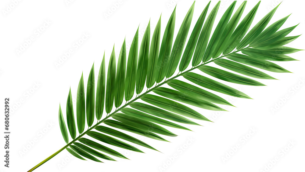 Green leaf of coconut palm tree on transparent background, png file Green leaf of coconut palm tree on transparent background, png file