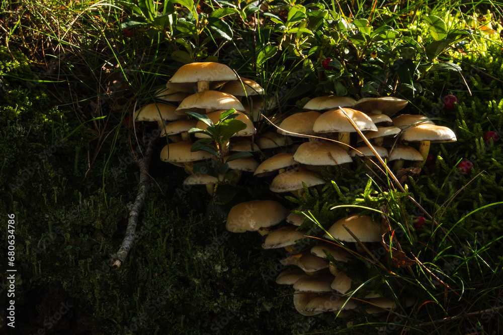 Fototapeta premium Inedible mushrooms in the natural environment.