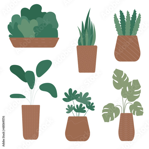 Cartoon indoor plants in pots. Isolated illustrations of flowers in flowerpots in flat style. Home or office design