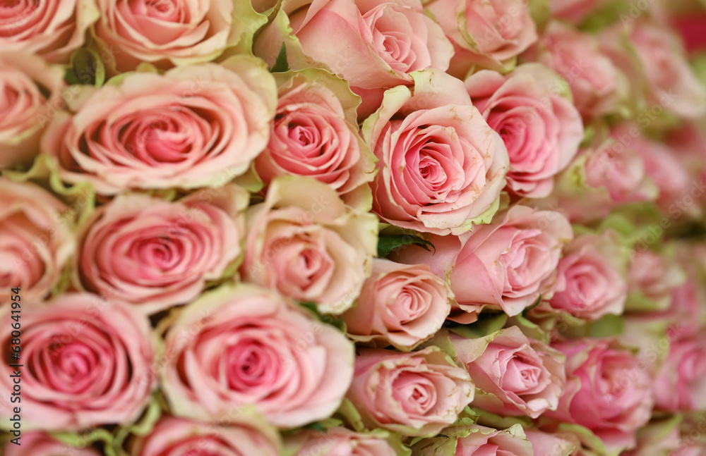 Bouquet of colorful roses as background, closeup. Pink flowers full frame