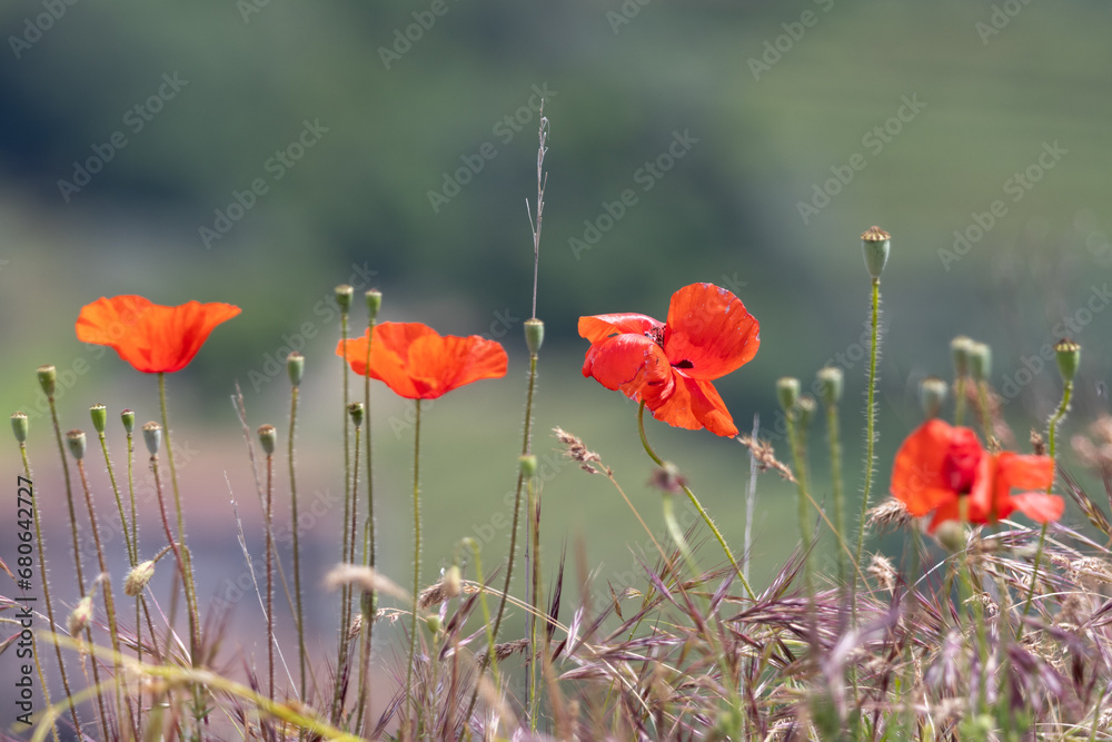 Obraz premium Coquelicots