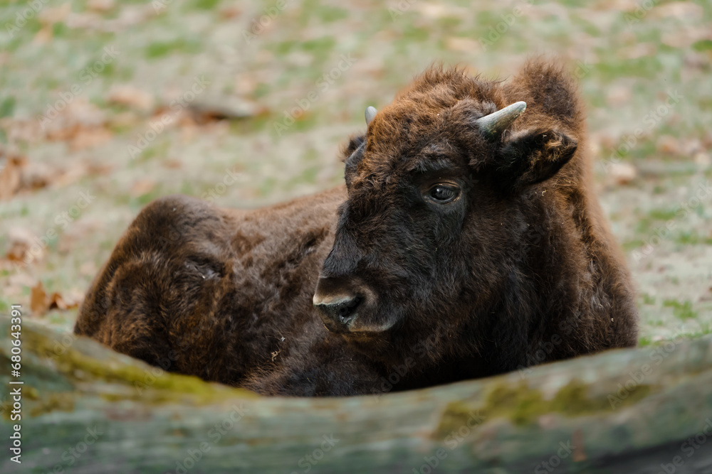 Portrait of American bison in zoo Portrait of American bison in zoo