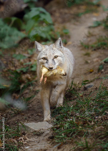 Fototapeta Naklejka Na Ścianę i Meble -  Portrait of Corsac fox in zoo