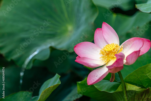 A pink lotus flower sways in the wind, Nelumbo nucifera. Against the background of their green leaves. Lotus field on the lake in natural environment.