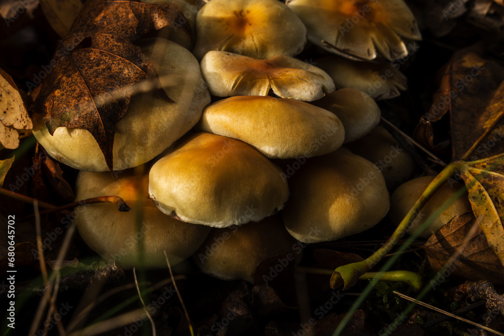 Inedible mushrooms in the natural environment. Inedible mushrooms in the natural environment.