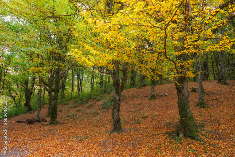 Naklejka premium Scenic autumn landscape of Vadu Crisului on a sunny day, Romania, Europe