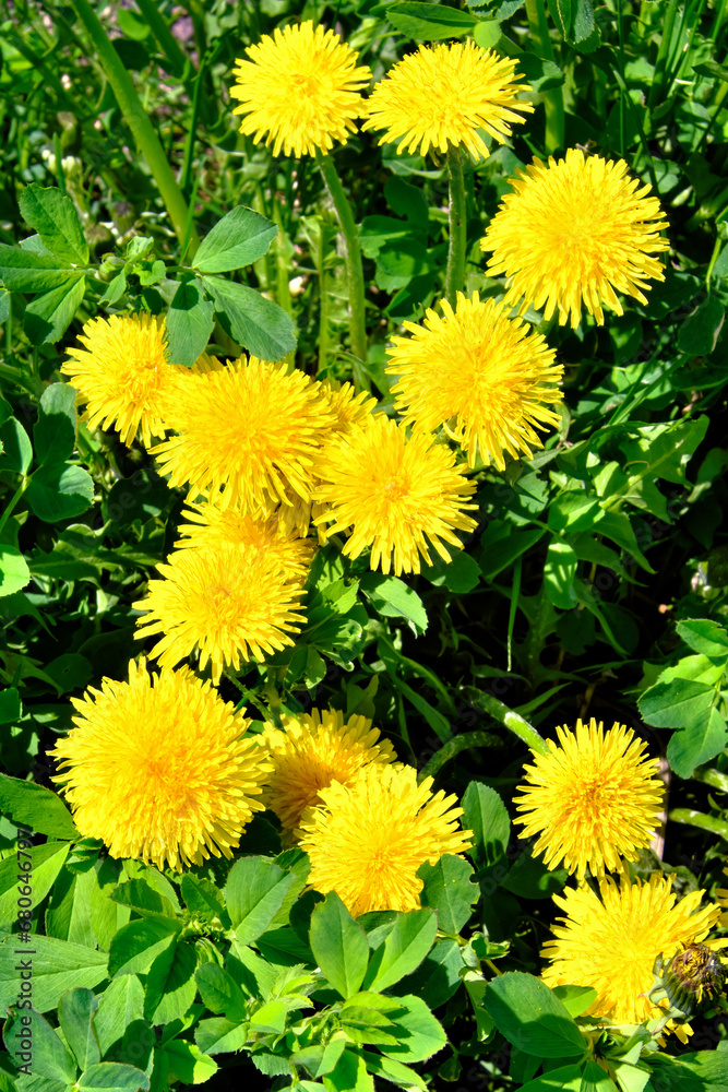 The image captures a group of yellow dandelions thriving in a green field. The image captures a group of yellow dandelions thriving in a green field.