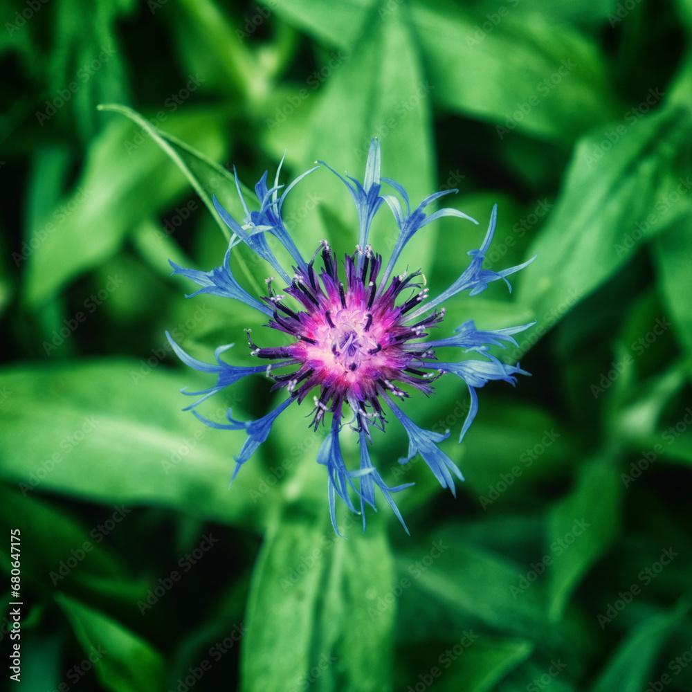 A purple and pink flower with thin, spiky petals surrounded by green leaves. Purple flower of a mountain cornflower. A purple and pink flower with thin, spiky petals surrounded by green leaves. Purple flower of a mountain cornflower.