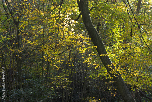 Hornbeam tree with golden yellow leaves in woodland
