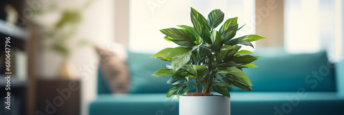 Plant in a pot on blurred living room interior background photo