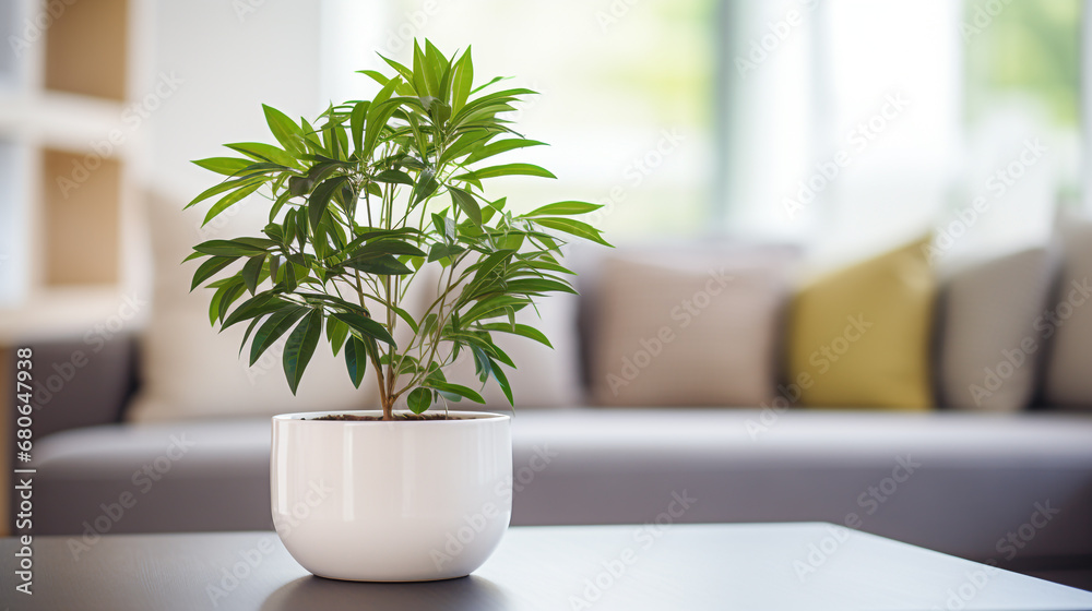 Fototapeta premium Plant in a pot on blurred living room interior background