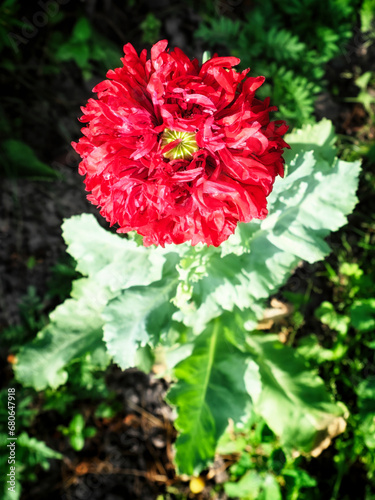 A close-up of a red flower with a green background. Poppy flower close-up. One big red flower.