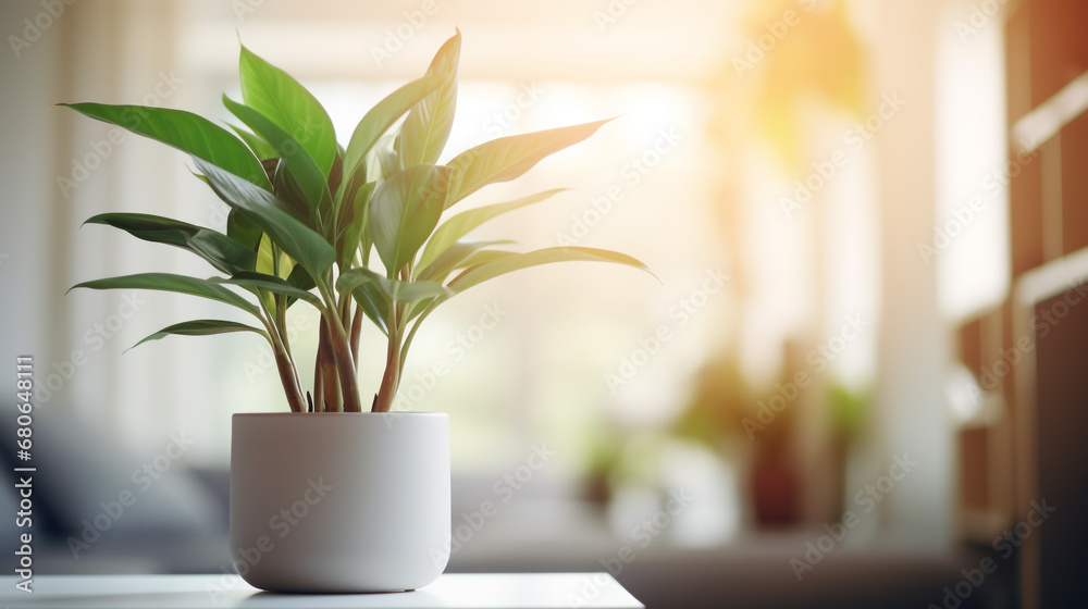Plant in a pot on blurred living room interior background Plant in a pot on blurred living room interior background