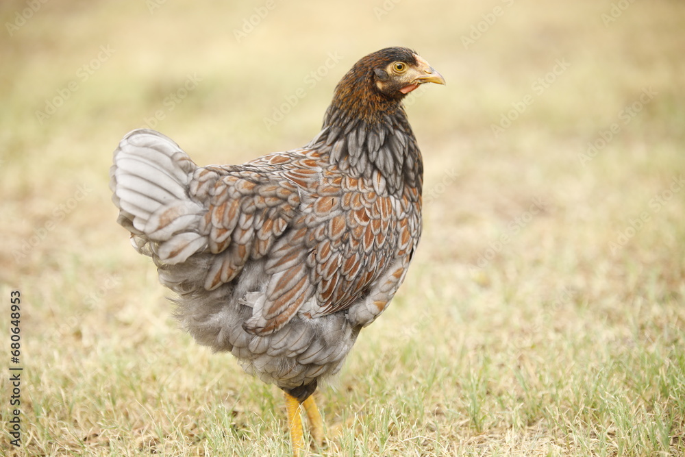 Blue Laced Red Wyandotte Hen Blue Laced Red Wyandotte Hen