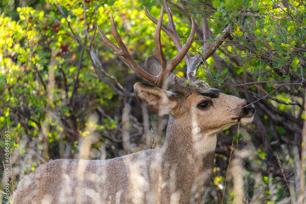 Deer Buck Eating