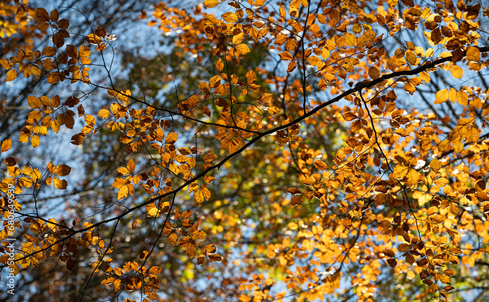 autumn in the forest in the sunshine. shallow depth of field 