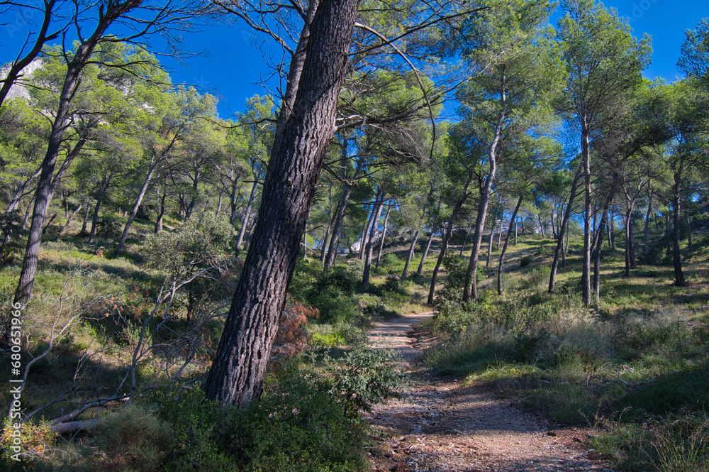 Pinienwälder rund um den lac de Peirouu bei St. Remy de Provence Pinienwälder rund um den lac de Peirouu bei St. Remy de Provence
