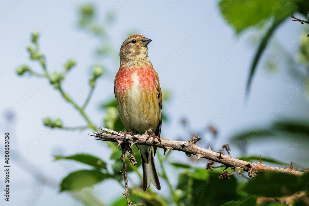 Fototapeta premium Bluthänfling (Carduelis cannabina) Männchen