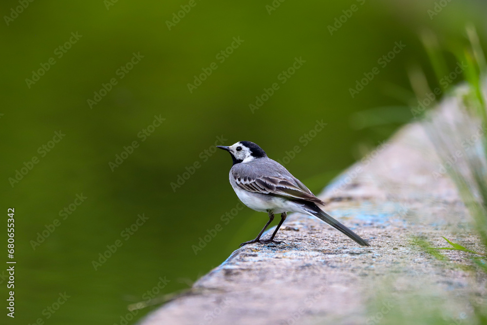 Pied wagtail Pied wagtail