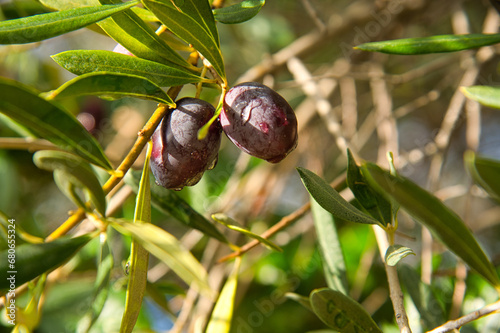 Foto Olivenzeit in der Provence