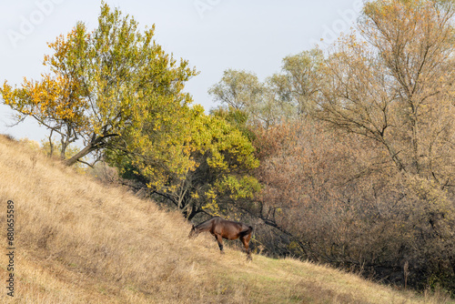 Fototapeta Naklejka Na Ścianę i Meble -  Beautiful bay horse grazing in pasture. Brown stallion eating autumn grass. Adult male equus caballus with black tail and mane on the field. Ginger perissodactyla pluck and eating plants on sunny day.