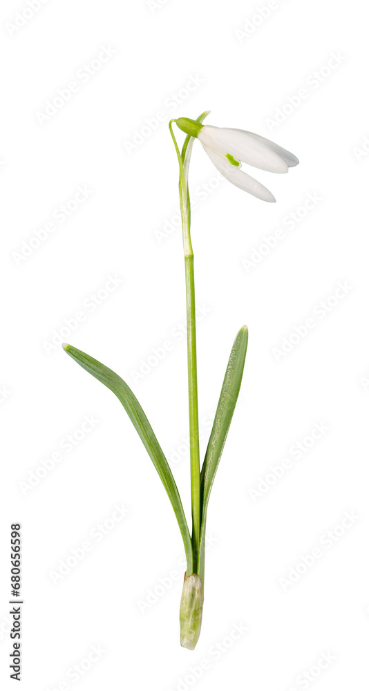 Spring Snowdrop close-up Spring Snowdrop close-up