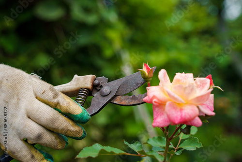 A gardener's hand in a dirty glove cuts off a rose with a pruner, gardening