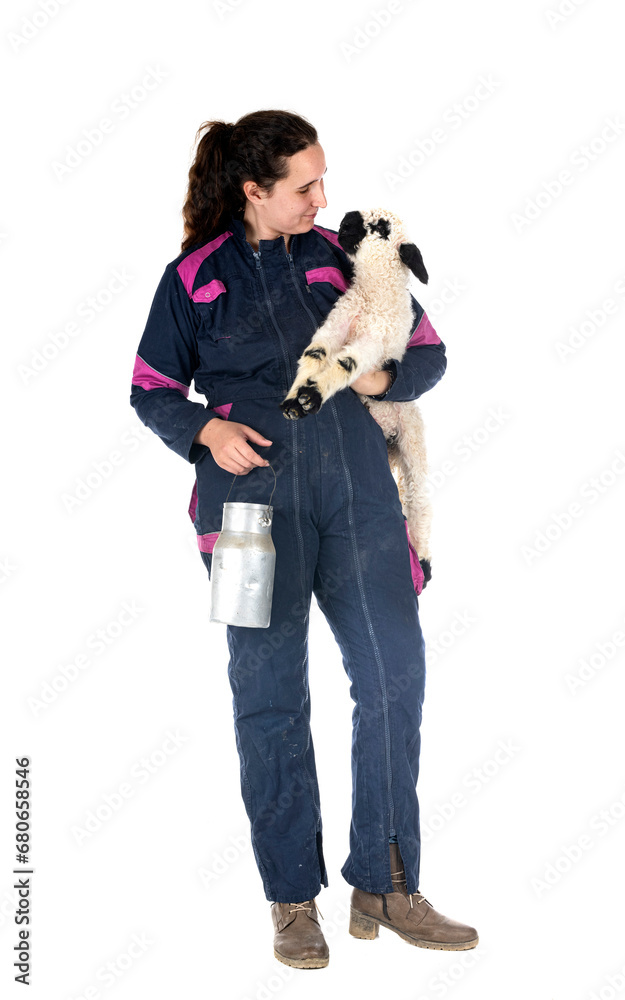lamb Valais Blacknose and woman farmer lamb Valais Blacknose and woman farmer