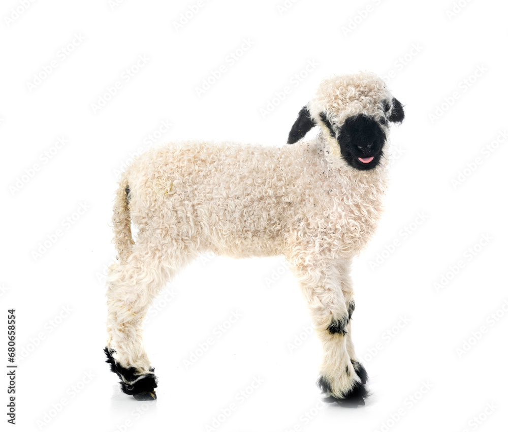 Fototapeta premium lamb Valais Blacknose in studio
