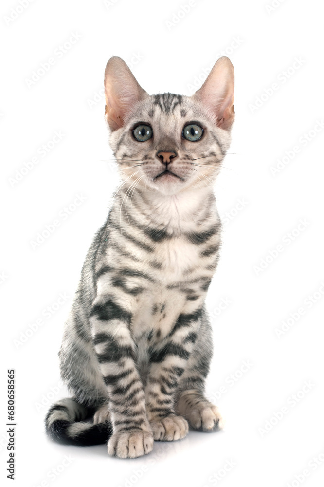 bengal kitten in studio bengal kitten in studio
