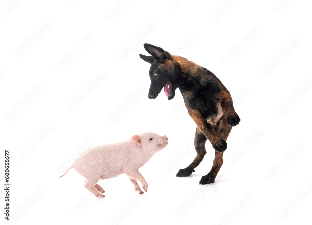 Naklejka premium miniature pig and puppy malinois