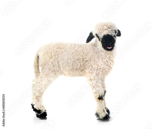 lamb Valais Blacknose in studio photo