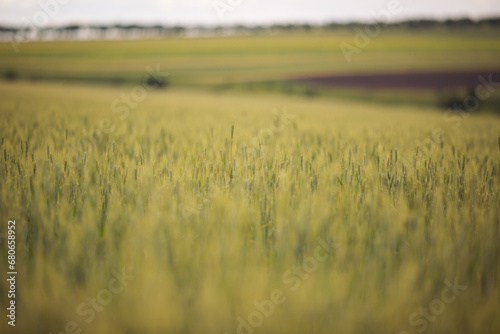 Wheat field. Green ear spikes on spring day  close up. Green wheat growing on field. Young ripe ears swaying on the wind. Cereals. An agricultural field where ripening cereals grow.