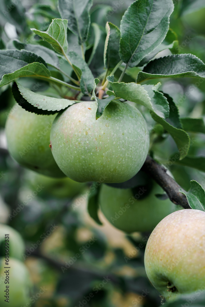 Apples on a branch in drops after rain, gardening and harvest Apples on a branch in drops after rain, gardening and harvest