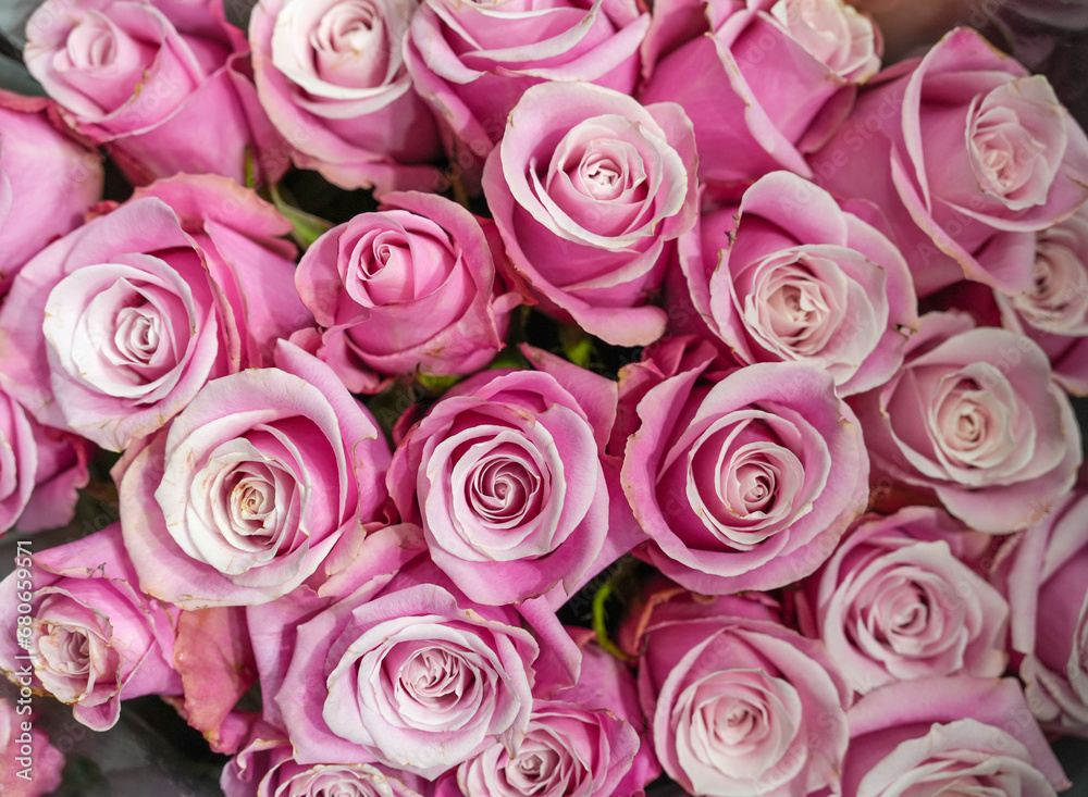 Flower background of pink rose Flower background of pink rose