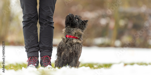In snow covered winter small obedienct  Cairn Terrier dog is sitting next to his handler and is looking up