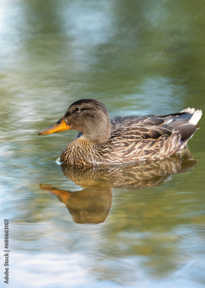 Female cute duck swimming alone in crystal clear, calm water. Vertical photo in close up Female cute duck swimming alone in crystal clear, calm water. Vertical photo in close up