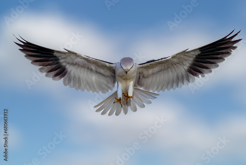 Silent Precision  Black-winged Kite Extending Talons in Hunt for Prey