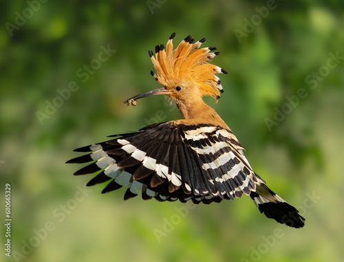 Hoopoe